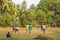 Indian guys playing volleyball outdoors on a green jungle field