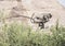 An indian Hanuman Langur jumping with her baby