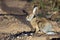 Indian hare