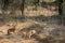 Indian Hare or Black Naped Hare or Lepus nigricollis pair playful on jungle track in at ranthambore national park india
