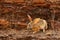 Indian hare, Lepus nigricollis grazing, Ranthambore national park, Rajasthan, India, Asia. Animal with big long ears. Hare in natu