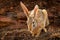 Indian hare, Lepus nigricollis grazing, Ranthambore national park, Rajasthan, India, Asia. Detail animal with big long ears. Hare