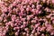 Indian Hawthorn Evergreen Shrub With Pink Flowers