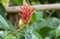 Indian Head Ginger Costus speciosus or Cheilocostus speciosus red flowers blooming on trees.