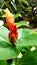 Indian head ginger looks striking with blurred background