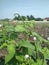 Indian heliotrope or heliotropium indicum plant on the field