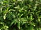 Indian herbal antioxidant basil leaves