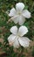 Indian Hibicus flower with  branches