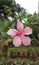 Indian Hibicus flower with  branches