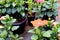 Indian Hibiscus flower gardens
