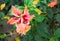 Indian hibiscus flower on the tree