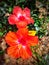 Indian Hibiscus flowers