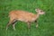 Indian hog deer Hyelaphus porcinus