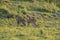 Indian Hog Deer Pair at Kazhiranga National Park Assam