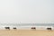 Indian holy cows slowly wander on an empty beach in Goa