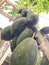 Indian home To grow papaya