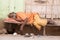 Indian homeless man sleeps near the ghat along the sacred Sarovar lake