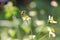 Indian honey bee on weed flower