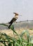 Indian Hoopoe sitting on the fence wire