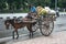 Indian horse cart in the environmental initiative.