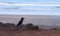 Indian House Crow - Corvus Splendens - at a Beach