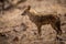 Indian Jackal or Canis aureus indicus aggressively walking and observing the behavior possible prey at ranthambore
