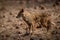 Indian Jackal or Canis aureus indicus aggressively walking and observing the behavior possible prey at ranthambore