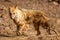Indian jackal or Canis aureus indicus or golden jackal in action at ranthambore national park or tiger reserve sawai madhopur