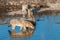 Indian jackals in Ranthambore National Park, India