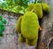 Indian jackfruit in its tropical state of kerala