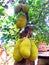 Indian Jackfruit tree. The Jack fruit colour is yellow.