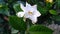 Indian jasmine flower at park