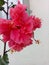 Indian jasmine tree flower pink color
