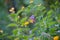 The Indian Jezebel resting on the flower plants during spring season.