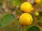 Indian jujube or ber or berry Ziziphus mauritiana