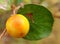 Indian jujube or ber or berry Ziziphus mauritiana