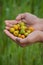 Indian Jujube or Ziziphus mauritiana in hand at field.