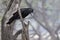 Indian Jungle Crow sitting on a dry branch at the edge of a fore