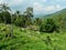 Indian jungle landscape high top photo