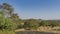 Indian jungle landscape. Yellowed grass on the ground, thickets of green trees