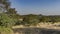 Indian jungle landscape. Yellowed grass grows in the clearing