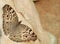 Indian Junonia atlites grey pansy butterfly closeup.