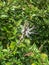 Indian Kidney Tea Flower, Princeville Botanical Gardens, Kauai, Hawaii, USA