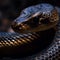 Indian King Cobra showcasing its regal presence