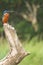 Indian Kingfisher 2