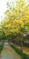 Indian Laburnum tree
