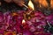 A indian lady lit up jar is which is loaded with rose and candle on indian festival diwali deepawali with fire  on table