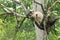 Indian langur -12