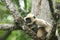 Indian langur -13