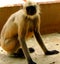 Indian Langur Monkey